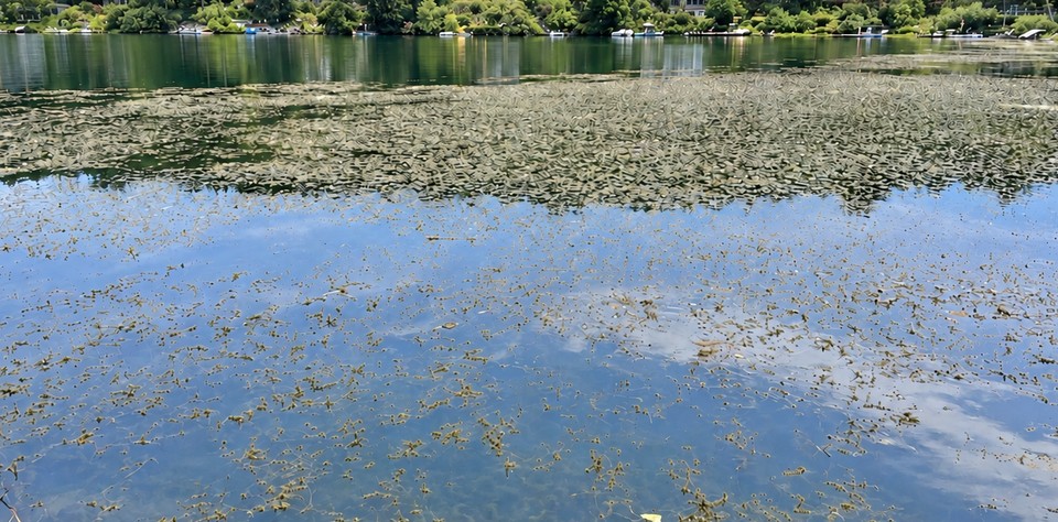Eurasian watermilfoil and surface growth visible on Prospect Lake