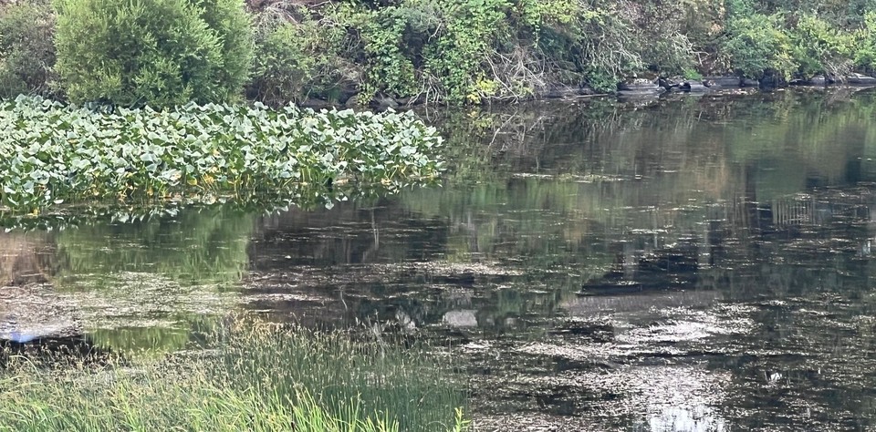 Surface vegetation and open water at Prospect Lake