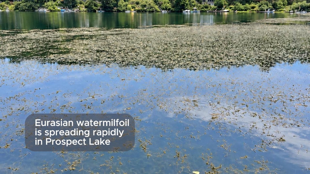Eurasian watermilfoil visible near the surface of Prospect Lake